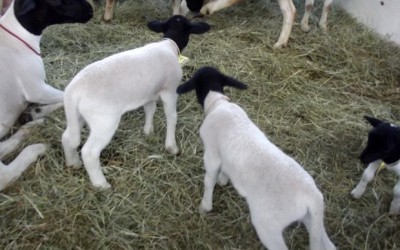 Pecuaristas do RN trocam a criação de gado por caprinos e ovinos
