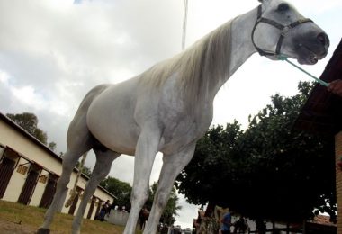 Mister Blue Keys, da raça Quarto de Milha, é o maior garanhão da Festa do Boi (Foto: klênyo Galvão/G1)